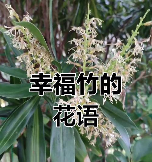 哪种花象征平安？它的花语含义是什么？