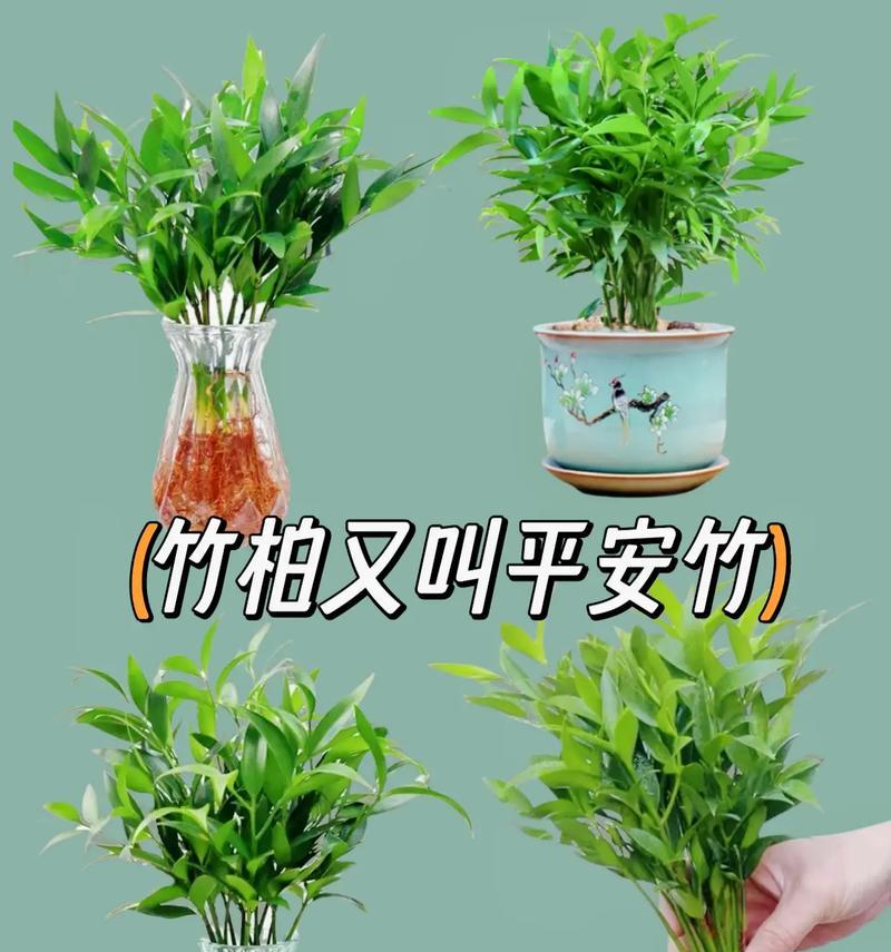 哪种花象征平安？它的花语含义是什么？