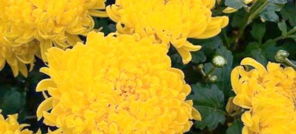 象征气节的花有哪些？哪种花卉代表坚韧不拔？