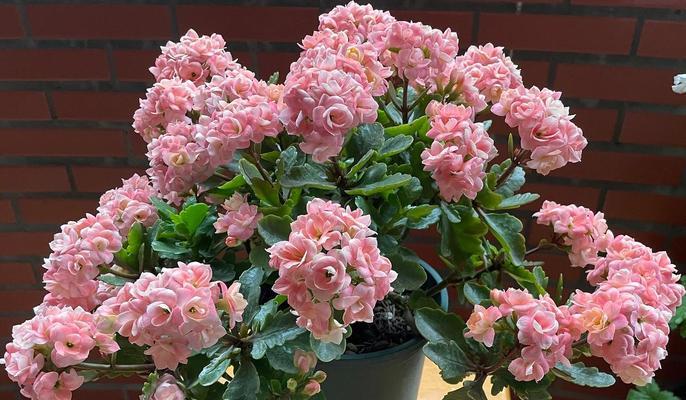 长寿花的意义是什么？长寿花象征着什么？