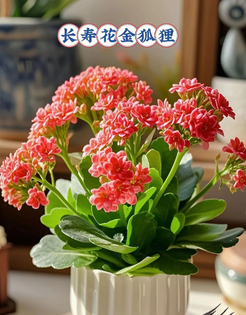 长寿花的意义是什么？长寿花象征着什么？
