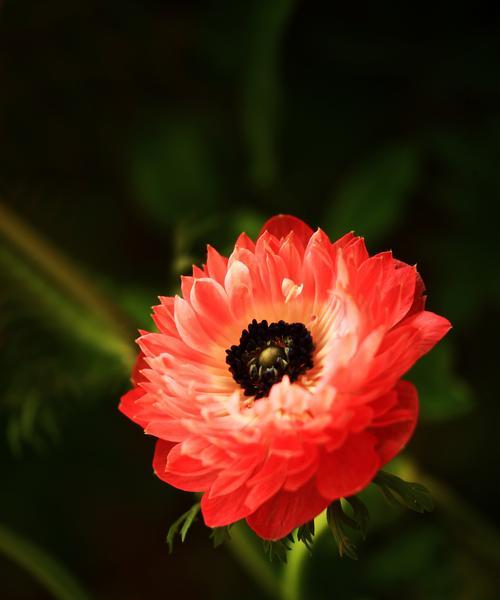 哪种花最富有神话意义？神话中的花语有哪些？