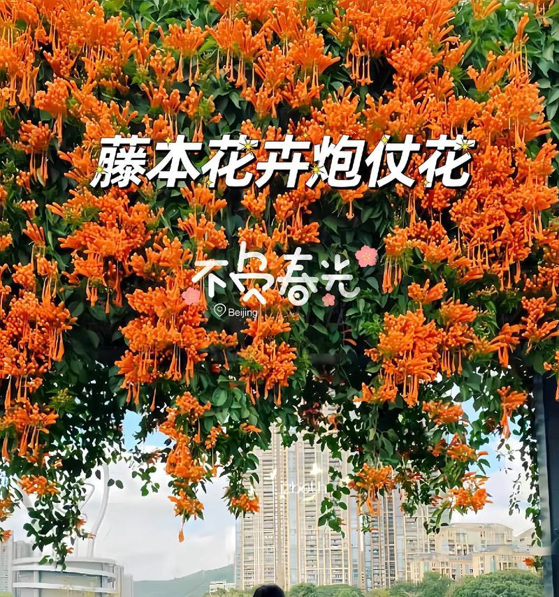 花的吉祥话语有哪些？如何用花表达好寓意？