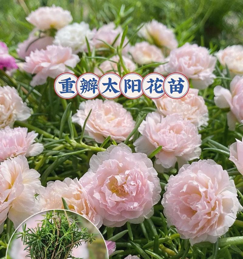 绿色花的花语和象征意义是什么？绿色花在花束中的作用？