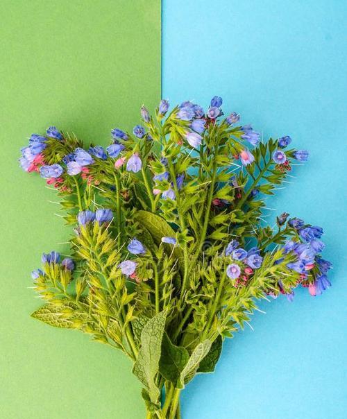 绿色花的花语和象征意义是什么？绿色花在花束中的作用？