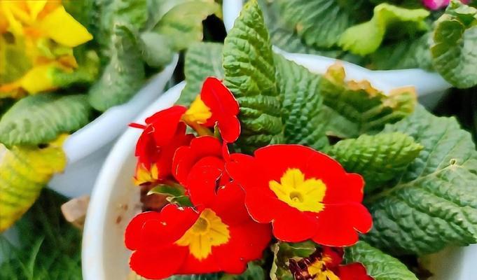 淡红色花朵通常象征着什么？