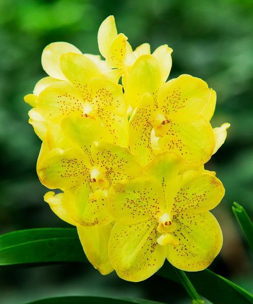 黄色花卉的寓意是什么？黄色花有哪些特别含义？