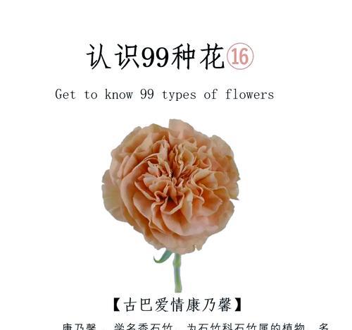 蝴蝶的爱情花语是什么？你知道吗？