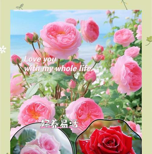 七色玫瑰手捧花代表什么？寓意有何不同？