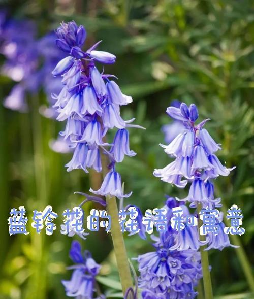 哪些花寓意祝福身体健康？健康花的含义是什么？