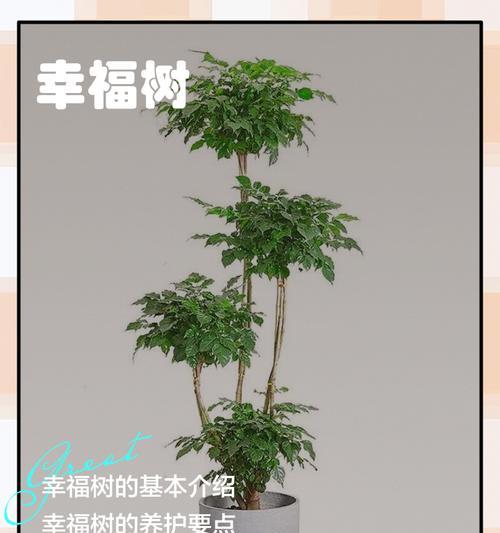 栀子花与幸福树的寓意分别是什么？