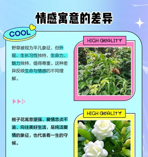 栀子花与幸福树的寓意分别是什么？