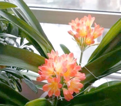 下一年好运的花有哪些寓意？寓意好运的花卉种类有哪些？