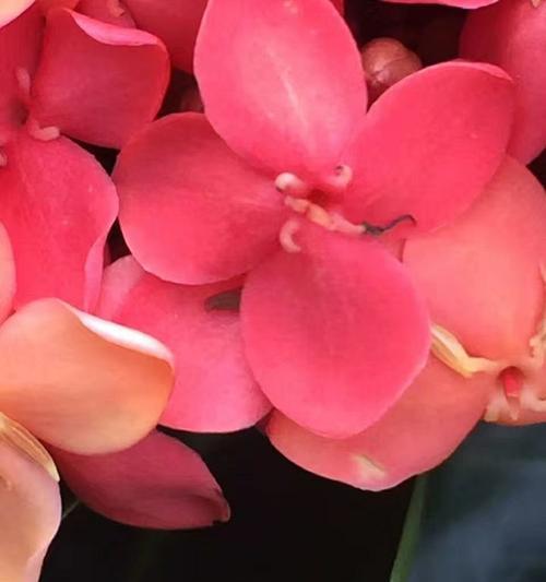 四叶粉红色花代表什么？它的寓意有哪些？