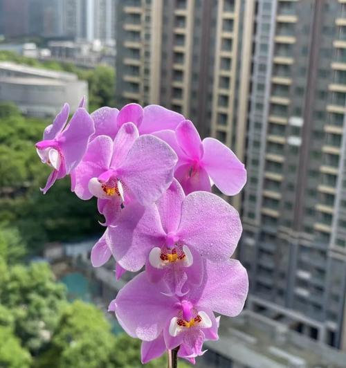 四叶粉红色花代表什么？它的寓意有哪些？