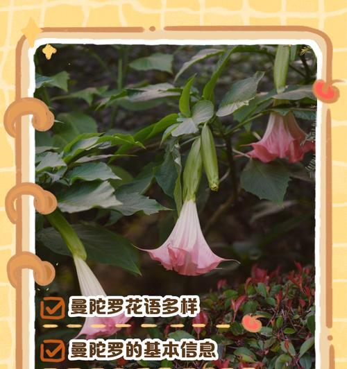 寓意神秘的白色花是什么花？它在花语中代表了什么？