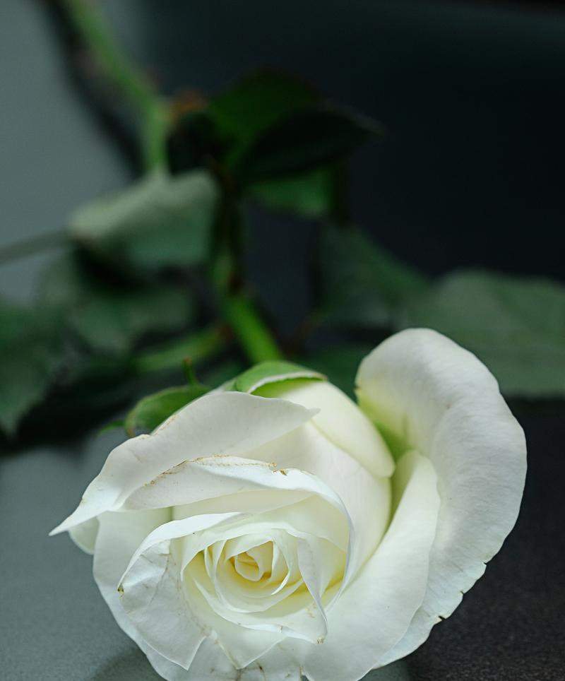 寓意神秘的白色花是什么花？它在花语中代表了什么？