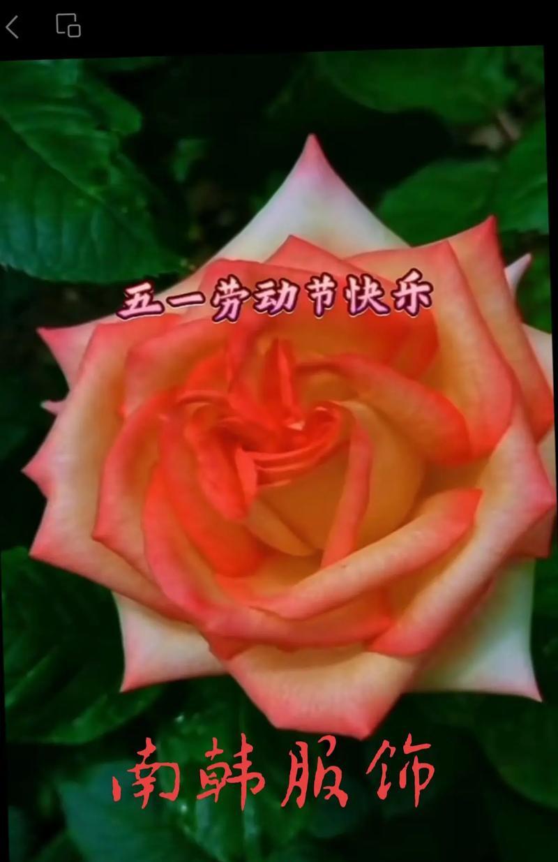 五一劳动节象征花是什么？五一节送什么花最合适？