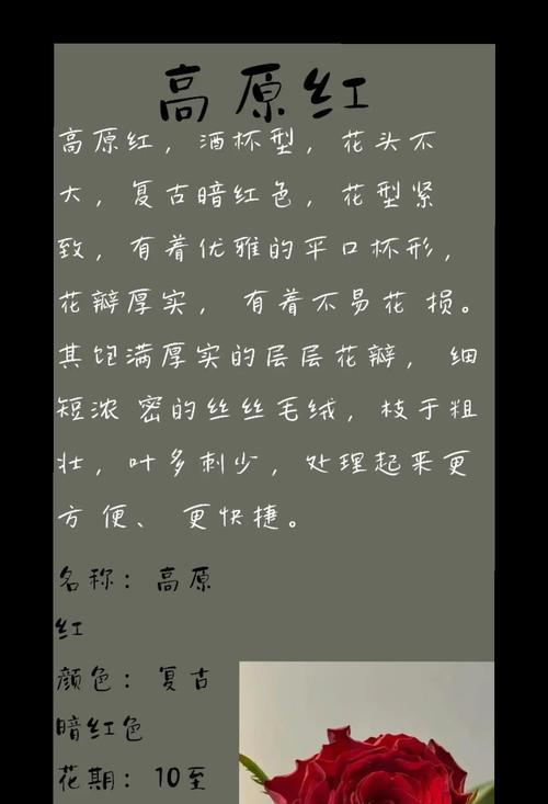 红色和黑色的花各自有什么寓意？它们在花语中代表什么？