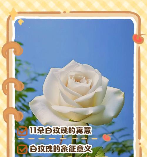 复色玫瑰花的寓意是什么？它的花语有哪些特别之处？