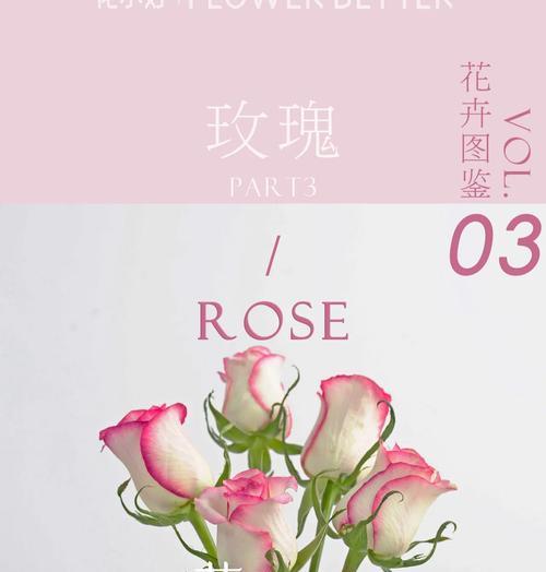 复色玫瑰花的寓意是什么？它的花语有哪些特别之处？