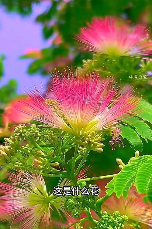 七色百花各自代表什么花语？