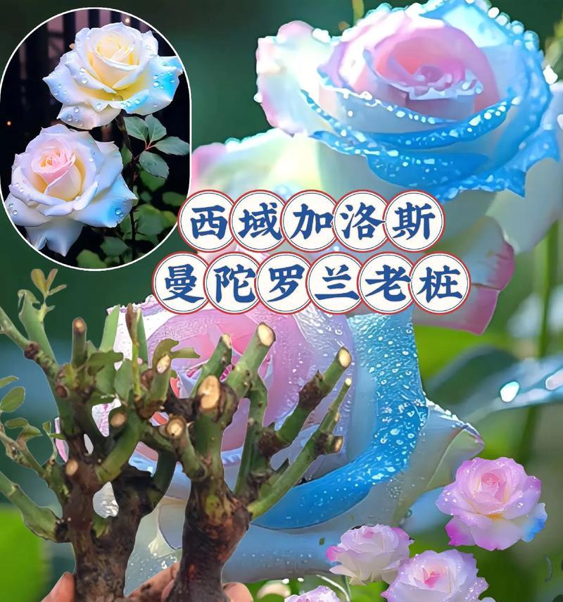 七色百花各自代表什么花语？