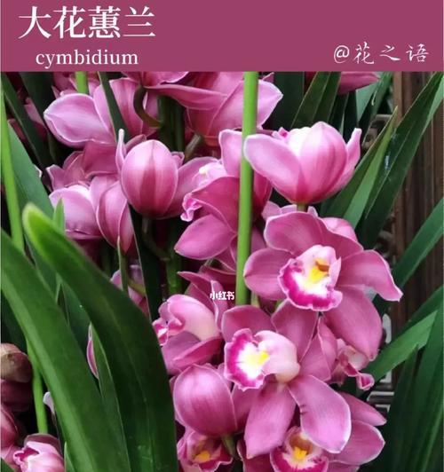 粉色蕙兰佳人的花语是什么？它象征着什么？