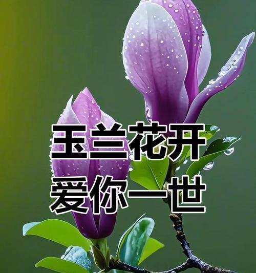哪种花象征爱情的陨落？