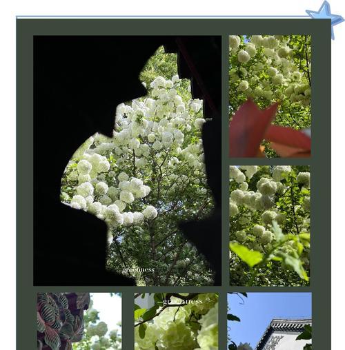 哪种花象征关爱与健康？如何用它来传递关怀？