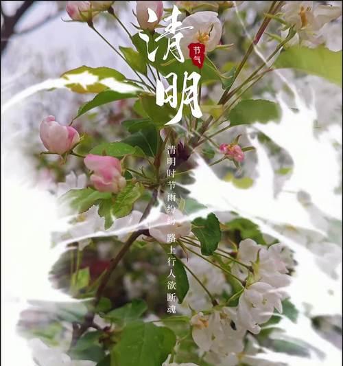 清明节满山白色花的寓意是什么？白色花在清明节的意义何在？