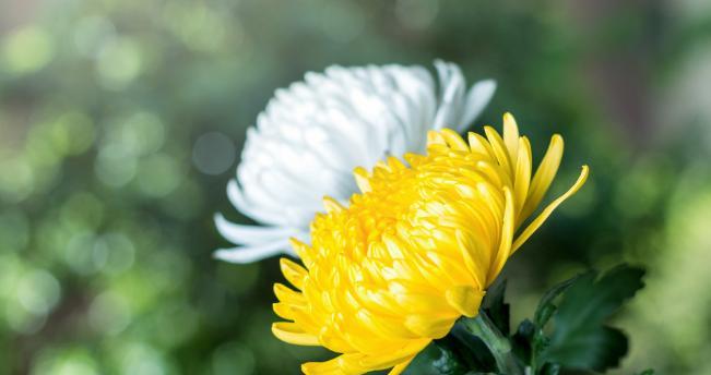 清明节满山白色花的寓意是什么？白色花在清明节的意义何在？