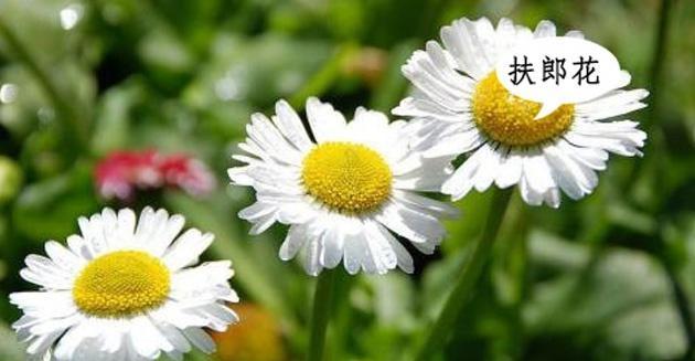 清明节满山白色花的寓意是什么？白色花在清明节的意义何在？