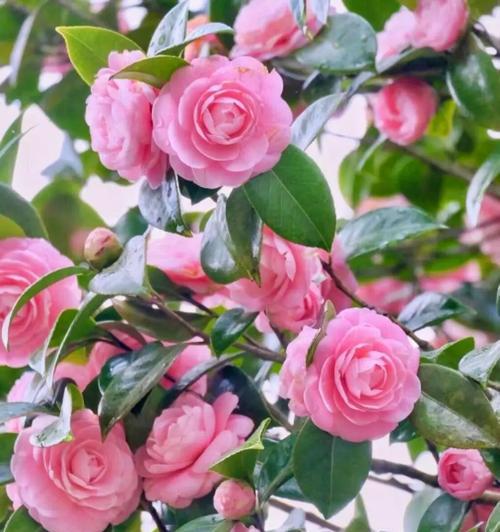 春节宴席上餐巾花有何寓意？餐巾花的吉祥含义529