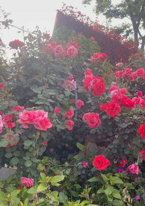 春节宴席上餐巾花有何寓意？餐巾花的吉祥含义529