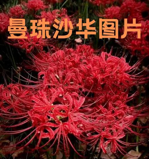 彼岸花颜色不同寓意有何区别？彼岸花颜色代表什么？