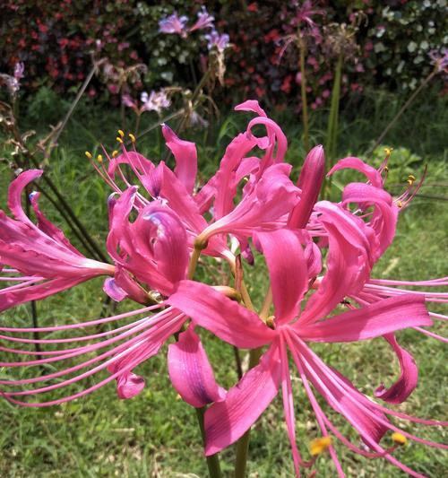 彼岸花颜色不同寓意有何区别？彼岸花颜色代表什么？