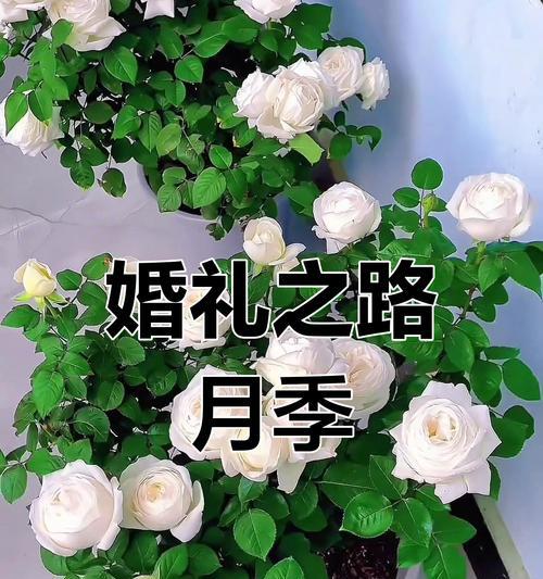 在婚礼中使用白色花朵有什么特别寓意？