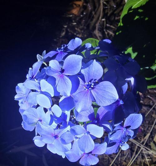 蓝色花的寓意和花语是什么？蓝色花代表什么？