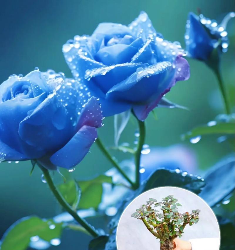 蓝色花的寓意和花语是什么？蓝色花代表什么？