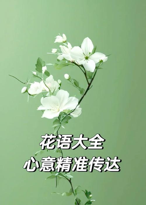 哪些花寓意浪漫好？适合表达爱意的场合有哪些？