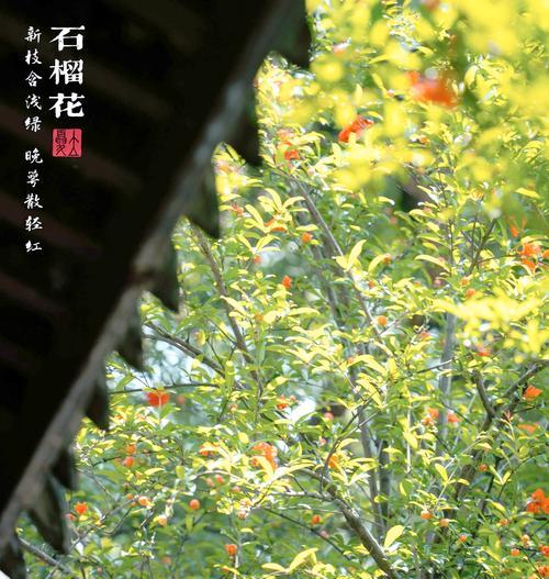 哪些花寓意浪漫好？适合表达爱意的场合有哪些？