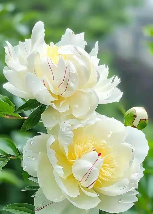 各色花代表什么？各色花的寓意有哪些？