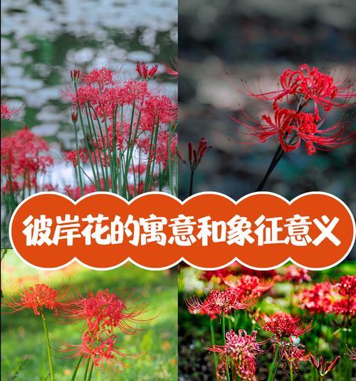 不同颜色的花分别代表什么？颜色与花的寓意有何联系？