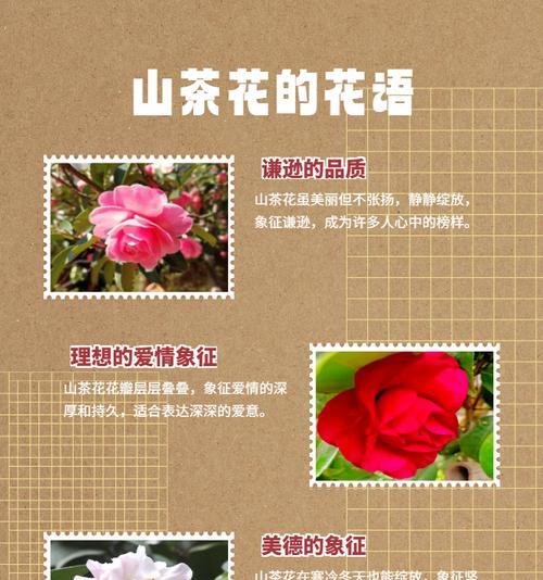 不同颜色的花分别代表什么？颜色与花的寓意有何联系？