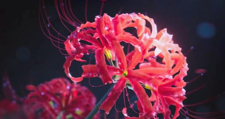 哪种花的花语象征着永恒的爱情？