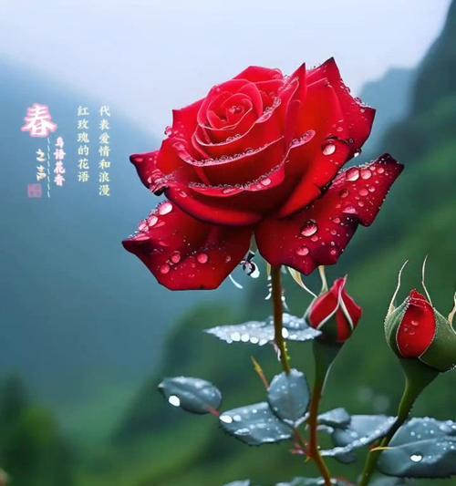 哪种花的花语象征着永恒的爱情？