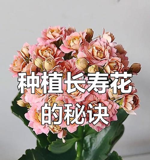 长寿花的养护意义是什么？它象征着什么？