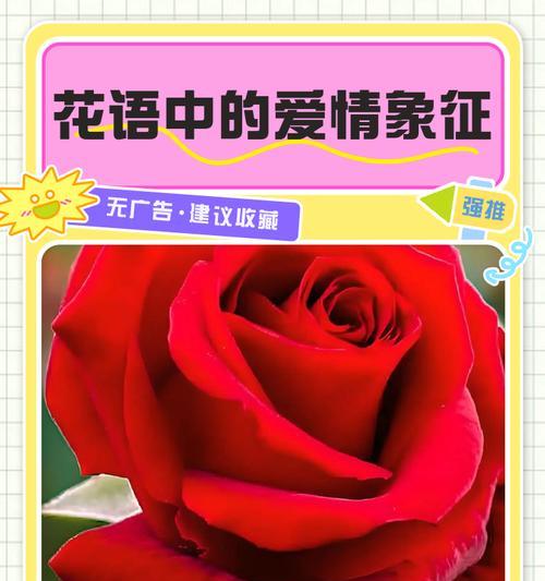 寓意着爱情的红色花有哪些？它们的花语是什么？