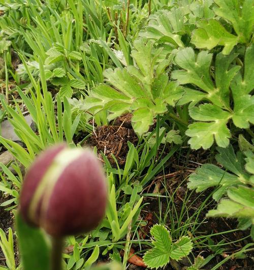 鹅色花代表什么？鹅色花的花语有哪些？